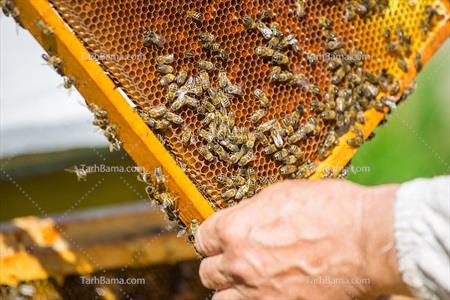 تصویر با کیفیت زنبور عسل در کندو